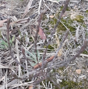 Dillwynia sp. at Queanbeyan West, NSW - 25 Jul 2020