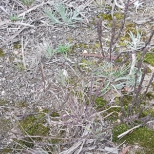 Dillwynia sp. at Queanbeyan West, NSW - 25 Jul 2020