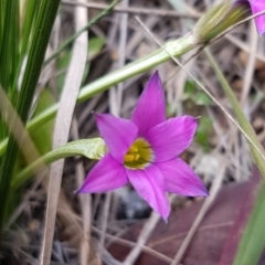 Romulea rosea var. australis (Onion Grass) at Queanbeyan West, NSW - 25 Jul 2020 by tpreston