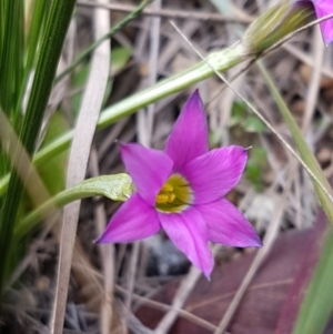 Romulea rosea var. australis at Queanbeyan West, NSW - 25 Jul 2020 02:14 PM