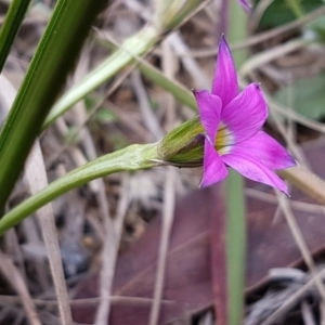 Romulea rosea var. australis at Queanbeyan West, NSW - 25 Jul 2020 02:14 PM