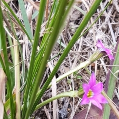 Romulea rosea var. australis at Queanbeyan West, NSW - 25 Jul 2020 02:14 PM