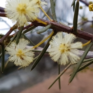 Acacia genistifolia at Queanbeyan West, NSW - 25 Jul 2020