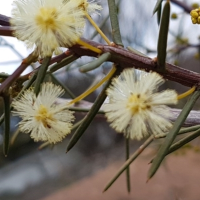 Acacia genistifolia (Early Wattle) at Queanbeyan West, NSW - 25 Jul 2020 by trevorpreston