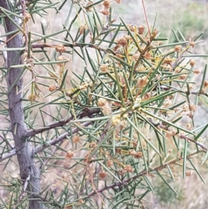 Acacia genistifolia at Queanbeyan West, NSW - 25 Jul 2020