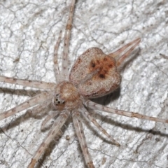 Tamopsis sp. (genus) (Two-tailed spider) at ANBG - 7 Jul 2020 by TimL