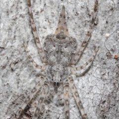 Tamopsis sp. (genus) (Two-tailed spider) at Acton, ACT - 7 Jul 2020 by TimL