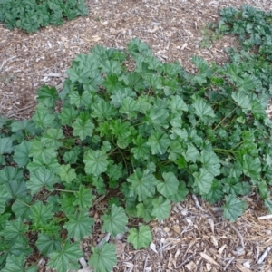 Malva parviflora at Yarralumla, ACT - 25 Jul 2020