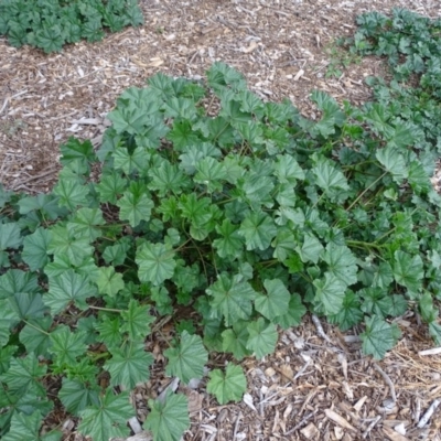 Malva parviflora (Little Mallow) at Lake Burley Griffin West - 25 Jul 2020 by Mike