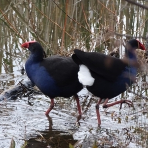 Porphyrio melanotus at Yarralumla, ACT - 25 Jul 2020