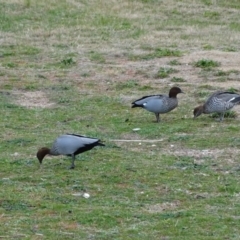 Chenonetta jubata (Australian Wood Duck) at Lake Burley Griffin West - 25 Jul 2020 by Mike