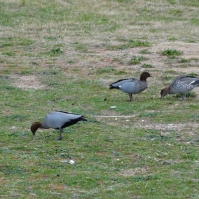 Chenonetta jubata (Australian Wood Duck) at Lake Burley Griffin West - 25 Jul 2020 by Mike