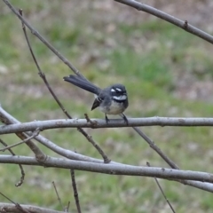 Rhipidura albiscapa (Grey Fantail) at Lake Burley Griffin West - 25 Jul 2020 by Mike