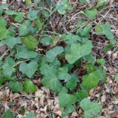 Hedera helix (Ivy) at Lake Burley Griffin West - 25 Jul 2020 by Mike