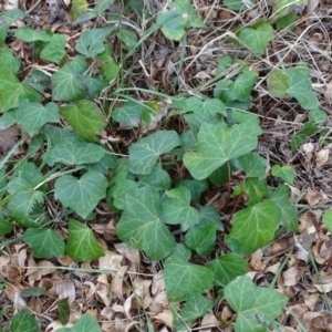 Hedera helix at Yarralumla, ACT - 25 Jul 2020