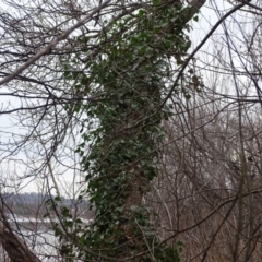 Hedera hibernica at Lake Burley Griffin West - 25 Jul 2020