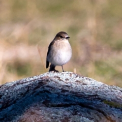 Petroica phoenicea at Tuggeranong DC, ACT - 22 Jul 2020 12:12 PM