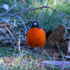 Petroica phoenicea at Tuggeranong DC, ACT - 22 Jul 2020 12:12 PM