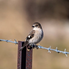 Petroica phoenicea at Tuggeranong DC, ACT - 22 Jul 2020 12:12 PM