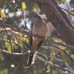 Cacomantis flabelliformis (Fan-tailed Cuckoo) at Cooleman Ridge - 22 Jul 2020 by JohnHurrell