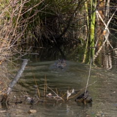 Hydromys chrysogaster (Rakali or Water Rat) at Fyshwick, ACT - 25 Jul 2020 by JohnHurrell