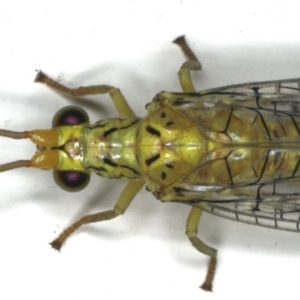 Italochrysa insignis at Ainslie, ACT - 5 Dec 2019