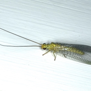 Italochrysa insignis at Ainslie, ACT - 5 Dec 2019