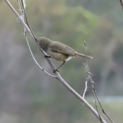 Acanthiza pusilla (Brown Thornbill) at Lake Burley Griffin West - 25 Jul 2020 by Mike