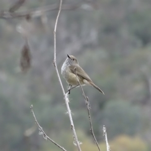 Acanthiza pusilla at Yarralumla, ACT - 25 Jul 2020