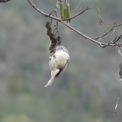 Acanthiza pusilla at Yarralumla, ACT - 25 Jul 2020