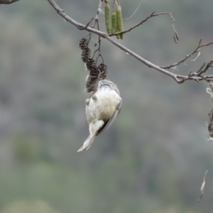 Acanthiza pusilla at Yarralumla, ACT - 25 Jul 2020