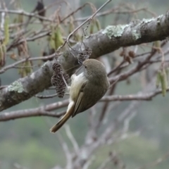 Acanthiza pusilla at Yarralumla, ACT - 25 Jul 2020