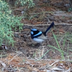 Malurus cyaneus (Superb Fairywren) at Lake Burley Griffin West - 25 Jul 2020 by Mike