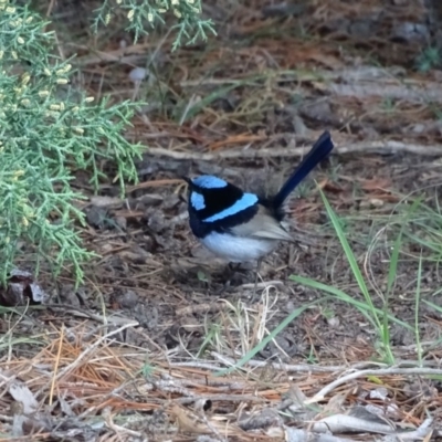 Malurus cyaneus (Superb Fairywren) at Lake Burley Griffin West - 25 Jul 2020 by Mike