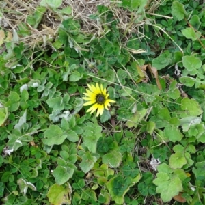 Arctotheca calendula at Yarralumla, ACT - 25 Jul 2020