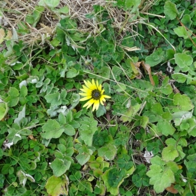 Arctotheca calendula (Capeweed, Cape Dandelion) at Yarralumla, ACT - 25 Jul 2020 by Mike