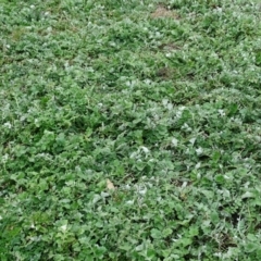 Arctotheca calendula at Yarralumla, ACT - 25 Jul 2020