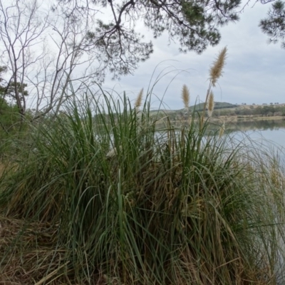 Cortaderia selloana (Pampas Grass) at Lake Burley Griffin West - 25 Jul 2020 by Mike