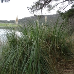 Cortaderia selloana at Yarralumla, ACT - 25 Jul 2020 02:43 PM