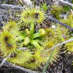 Drosera (genus) (A Sundew) at Tuggeranong DC, ACT - 25 Jul 2020 by HelenCross