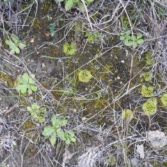 Drosera sp. at Tuggeranong DC, ACT - 25 Jul 2020 04:55 PM