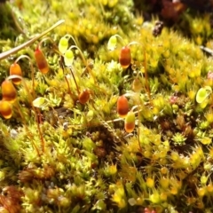 Bryaceae (family) (A moss) at Ainslie volcanic grassland - 25 Jul 2020 by JanetRussell