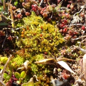 Bryaceae (family) at Ainslie, ACT - 25 Jul 2020