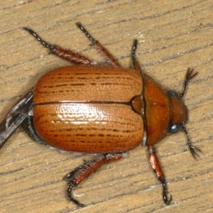 Anoplognathus brunnipennis at Ainslie, ACT - 5 Dec 2019