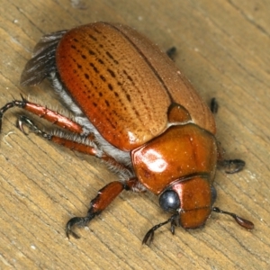 Anoplognathus brunnipennis at Ainslie, ACT - 5 Dec 2019