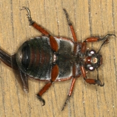 Anoplognathus brunnipennis at Ainslie, ACT - 5 Dec 2019