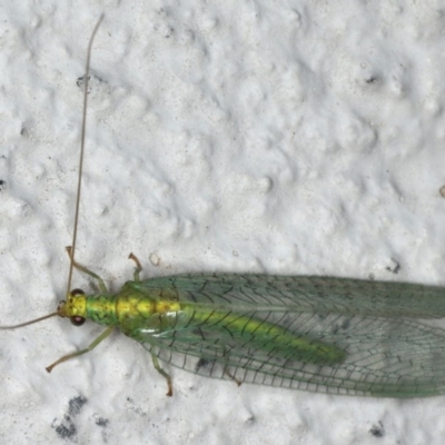 Apertochrysa edwardsi (A Green Lacewing) at Ainslie, ACT - 5 Dec 2019 by jb2602