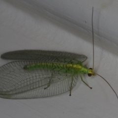 Nothancyla verreauxi (A Green Lacewing (with wide wings)) at Ainslie, ACT - 5 Dec 2019 by jbromilow50