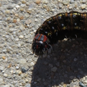 Apina callisto at Narrabundah, ACT - 19 Jul 2020