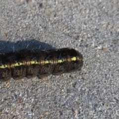 Apina callisto at Narrabundah, ACT - 19 Jul 2020